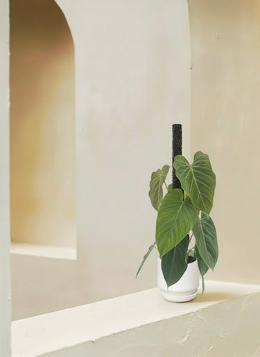 Black Gold Philodendron