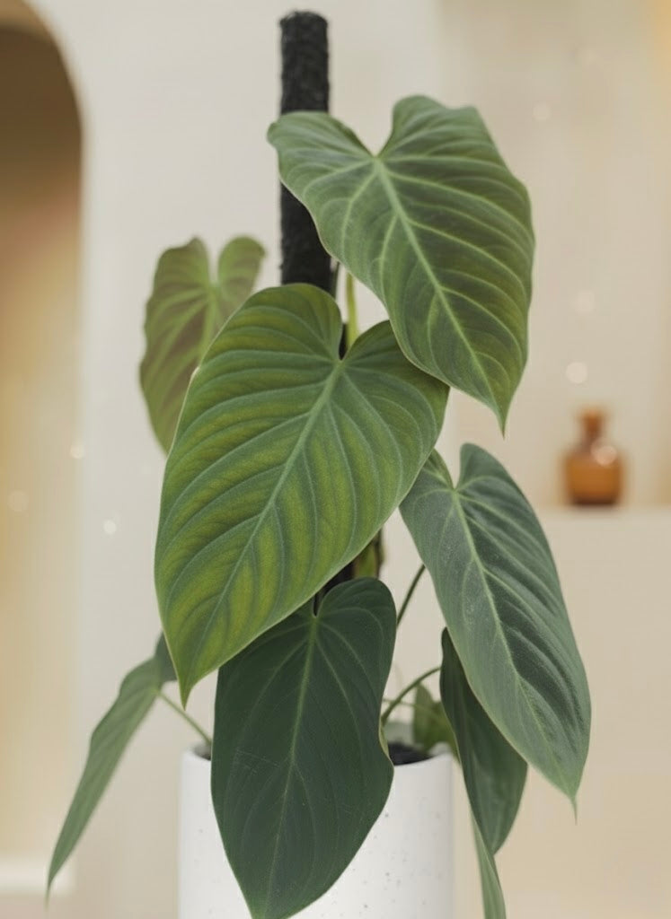 Black Gold Philodendron
