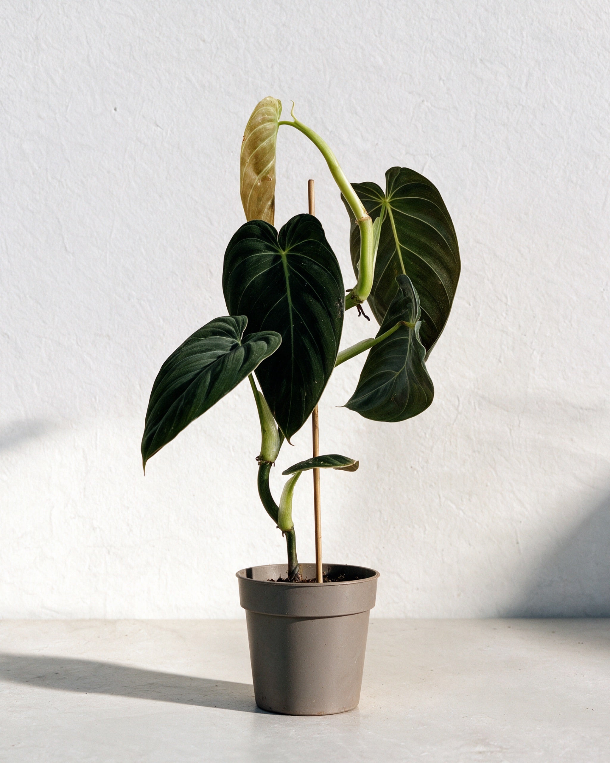 Black Gold Philodendron | Rare Climbing Indoor Plant | Growhub AE – growhub