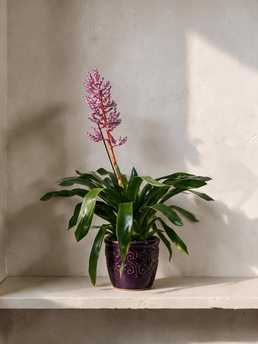 Blue Rain Bromeliad