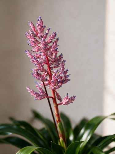 Blue Rain Bromeliad
