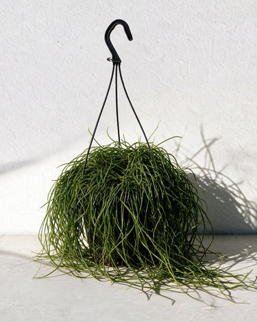 Bolivian Mistletoe Cactus