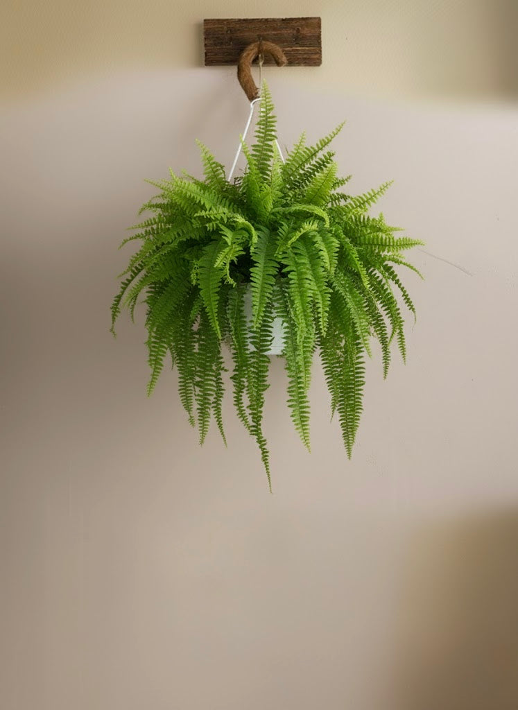 fishbone fern indoor plant Fishbone Fern - Nephrolepis Exaltata | Hanging Indoor Plants