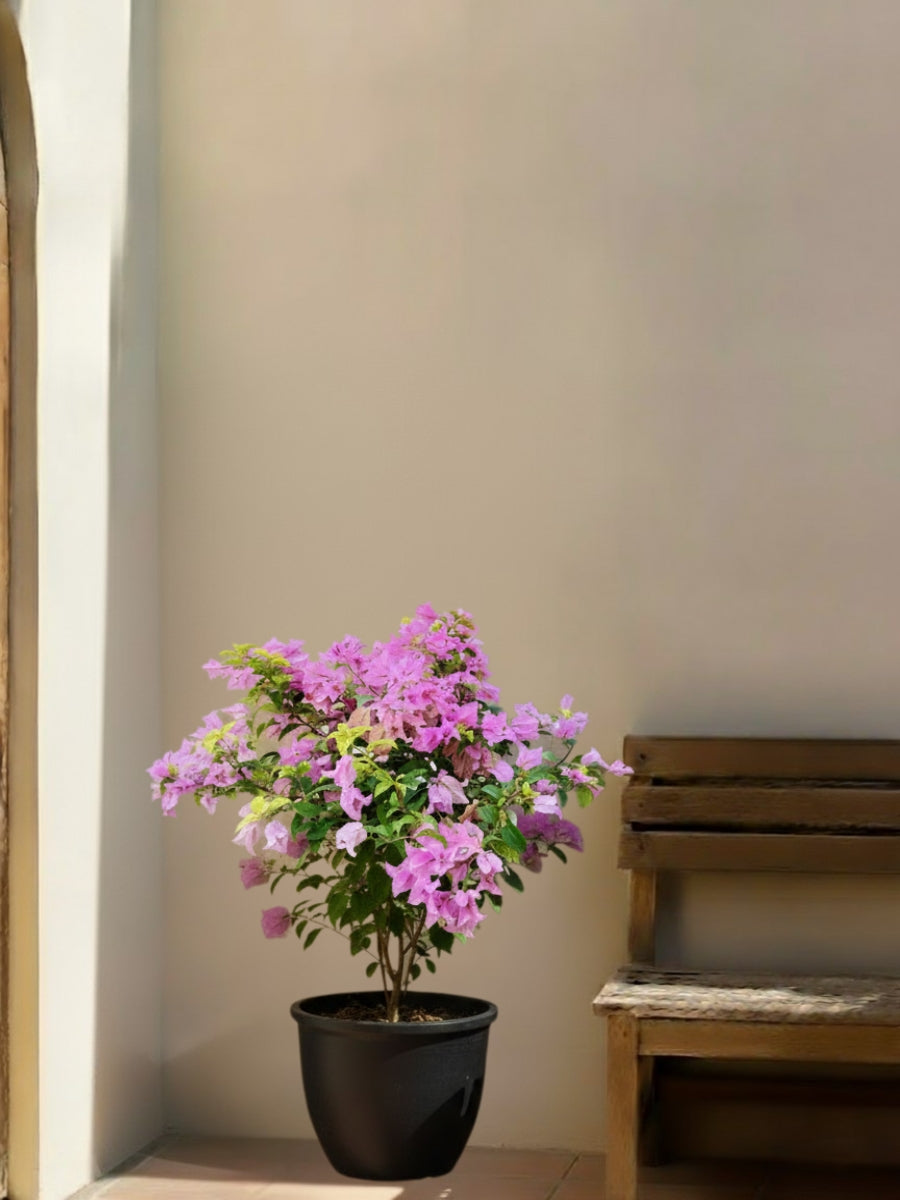 Bougainvillea Bushy
