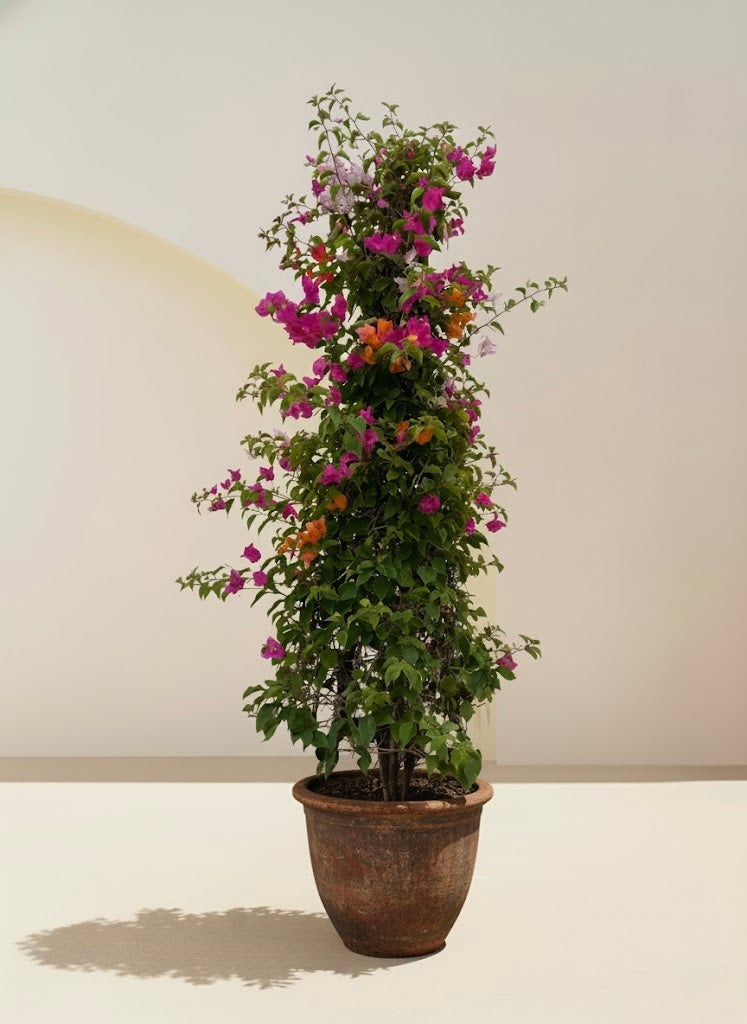Bougainvillea Cone Multicolored