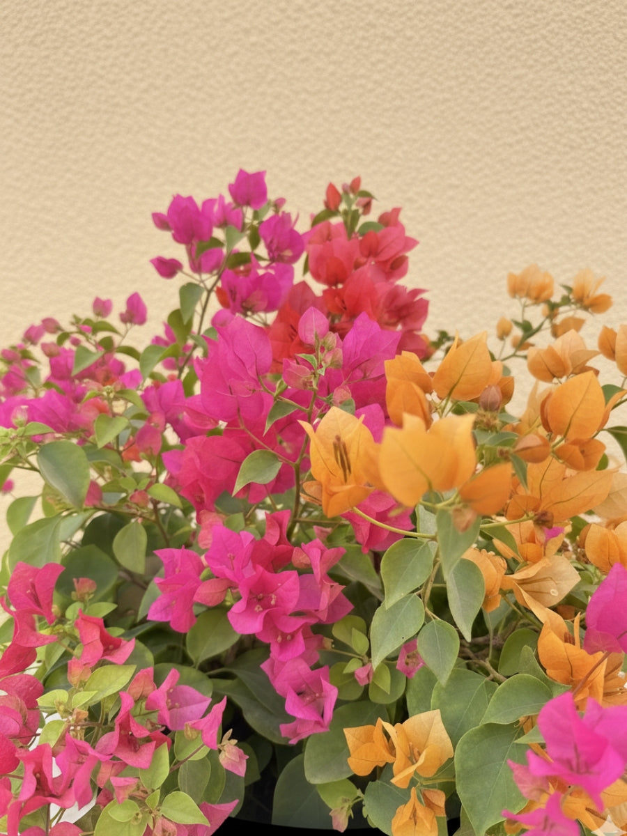 Bougainvillea Bushy