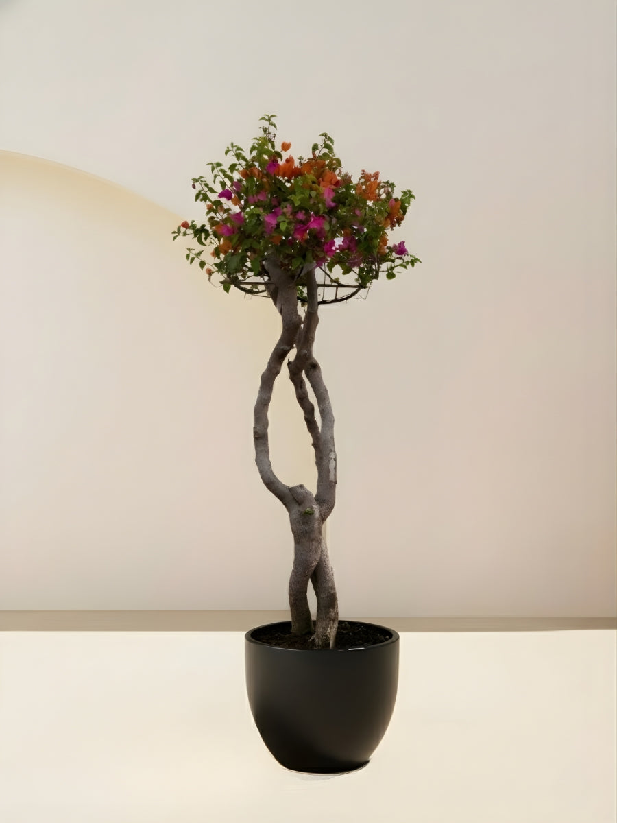 Bougainvillea Tree Multicolored