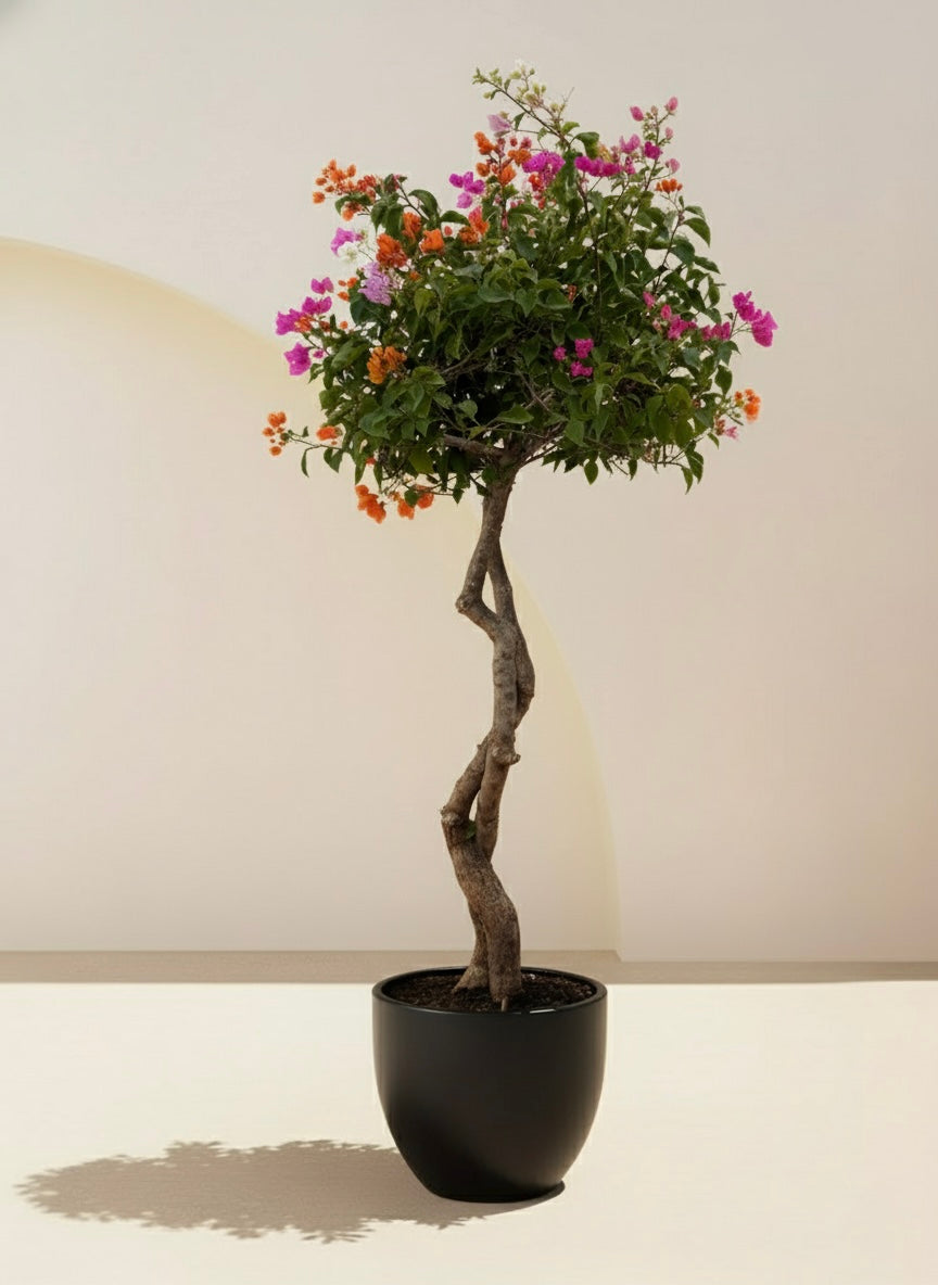 Bougainvillea Tree Multicolored