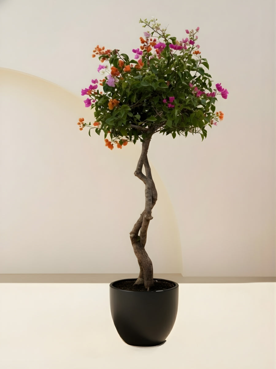 Bougainvillea Tree Multicolored