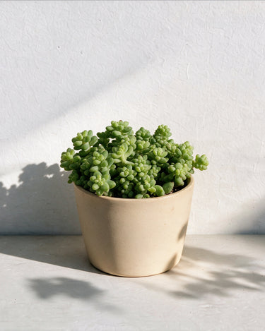 Burro's Tail