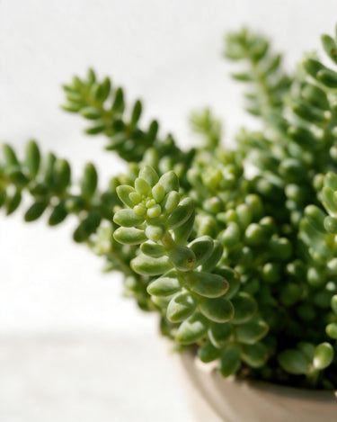Burro's Tail