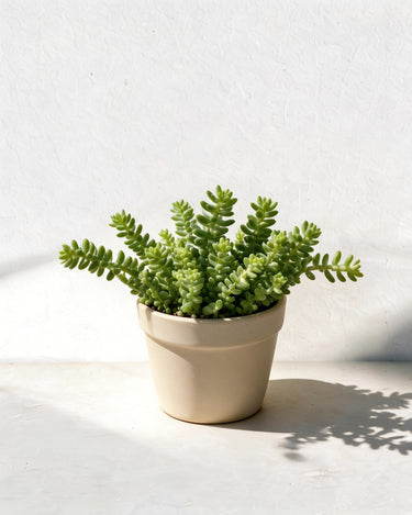 Burro's Tail
