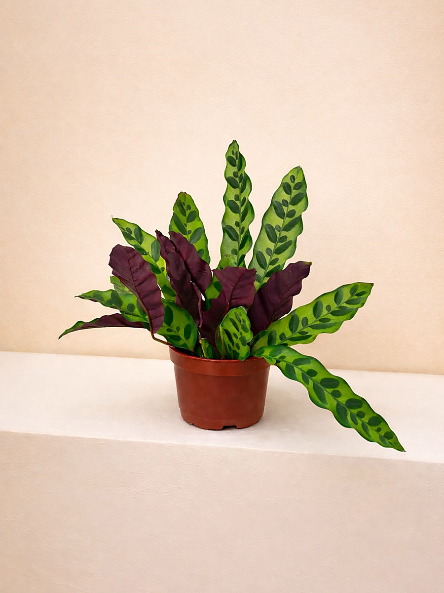 Calathea Lancifolia