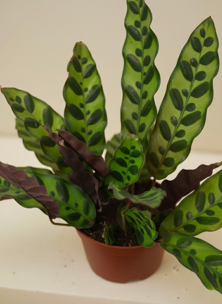 Calathea Lancifolia