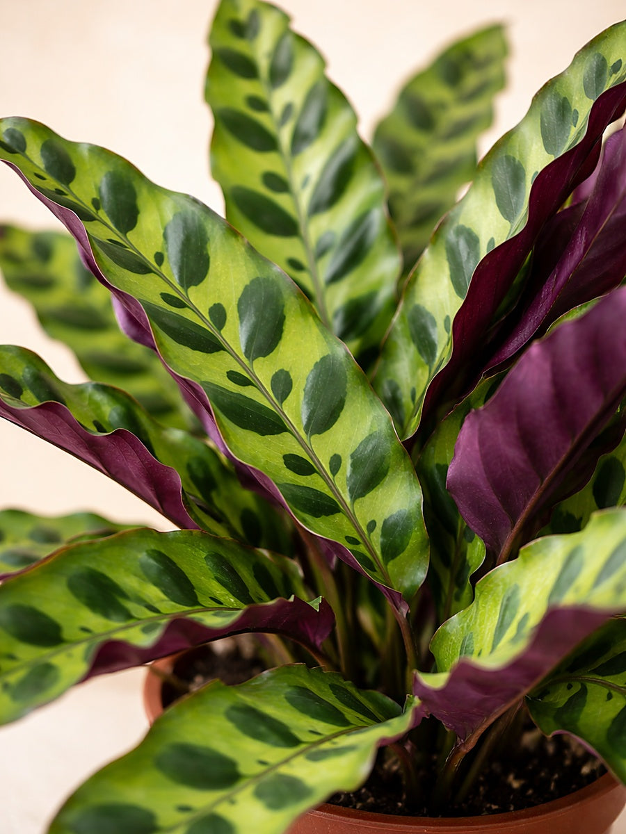 Calathea Lancifolia