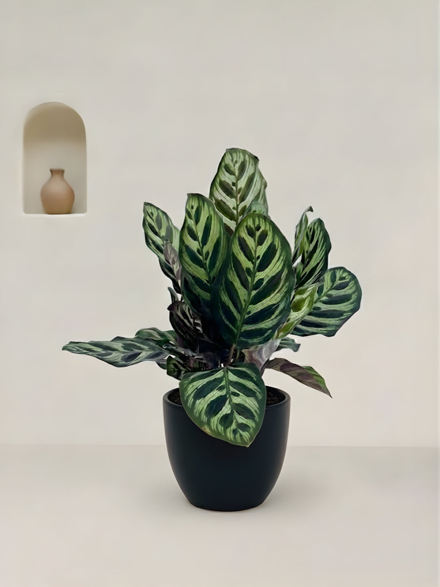 Calathea Makoyana