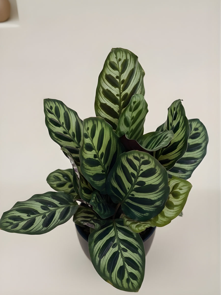 Calathea Makoyana