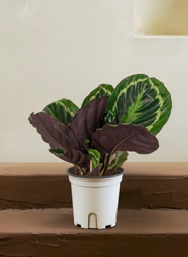 Calathea Roseopicta