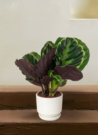Calathea Roseopicta