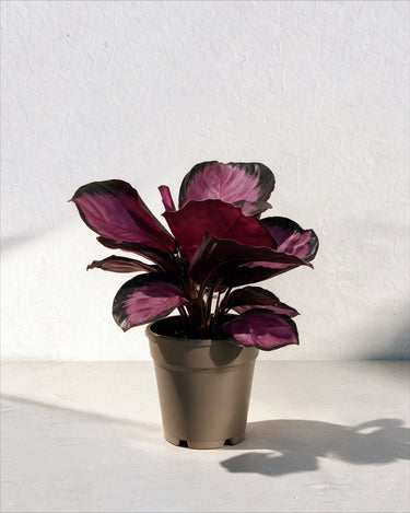 Calathea Roseopicta