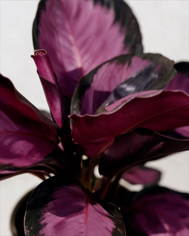 Calathea Roseopicta