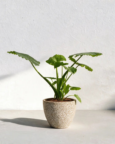 California Elephant Ear