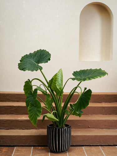 California Elephant Ear