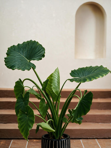 California Elephant Ear