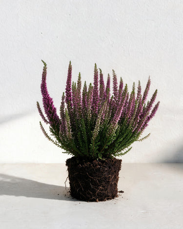 Calluna Heather