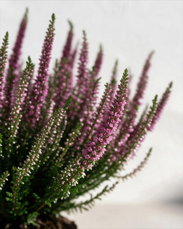 Calluna Heather