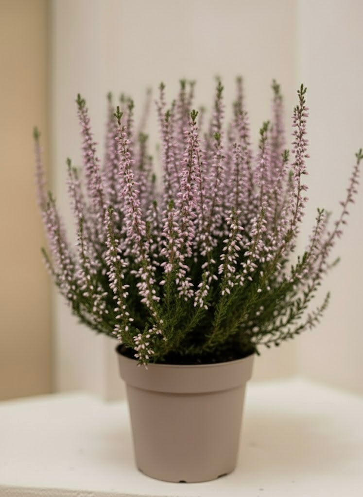 Calluna Heather