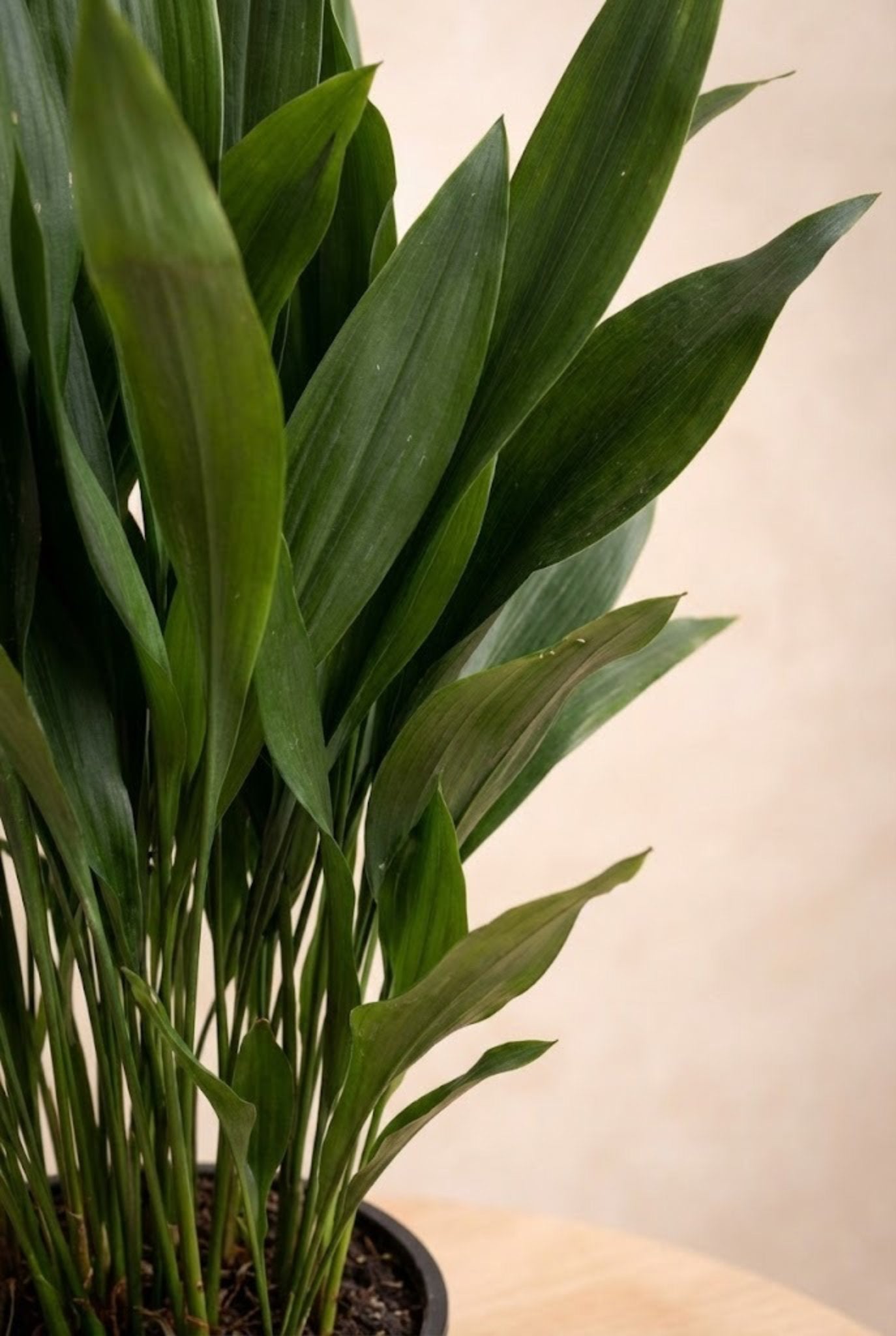 iron for house plants Cast Iron Plant | Low Maintenance Indoor Greenery