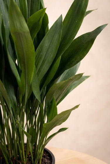 Cast Iron Plant