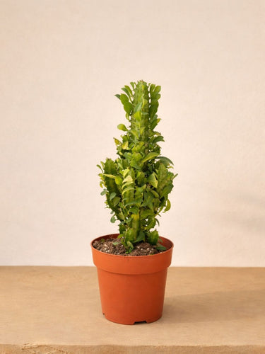 Cathedral Cactus