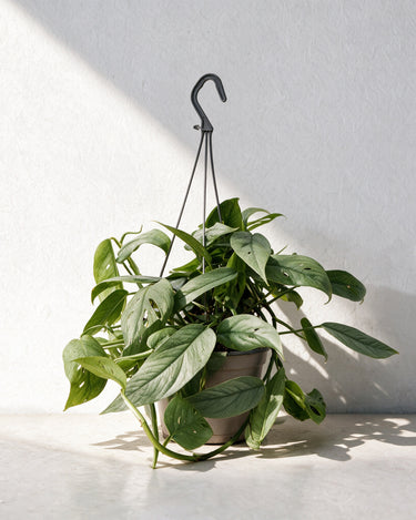 Cebu Blue Pothos