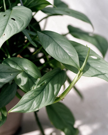 Cebu Blue Pothos