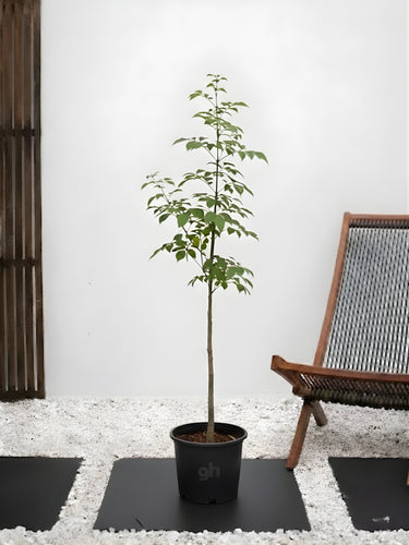 Chaste Tree