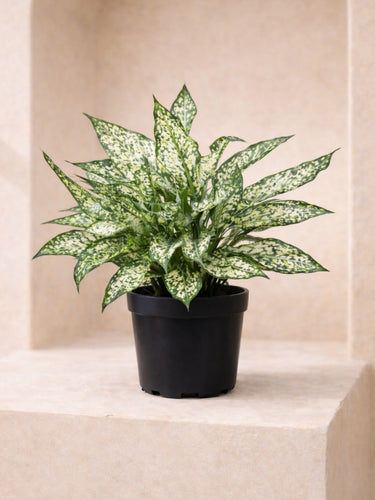 Chinese Evergreen