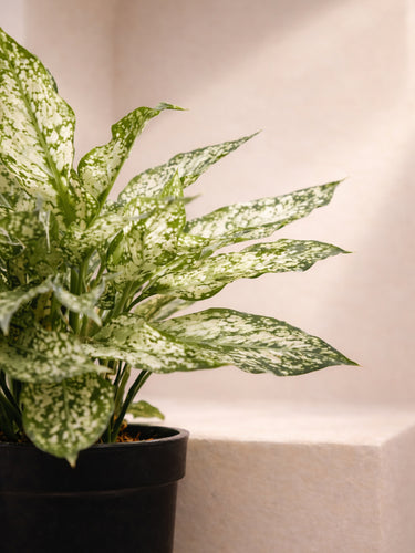 Chinese Evergreen