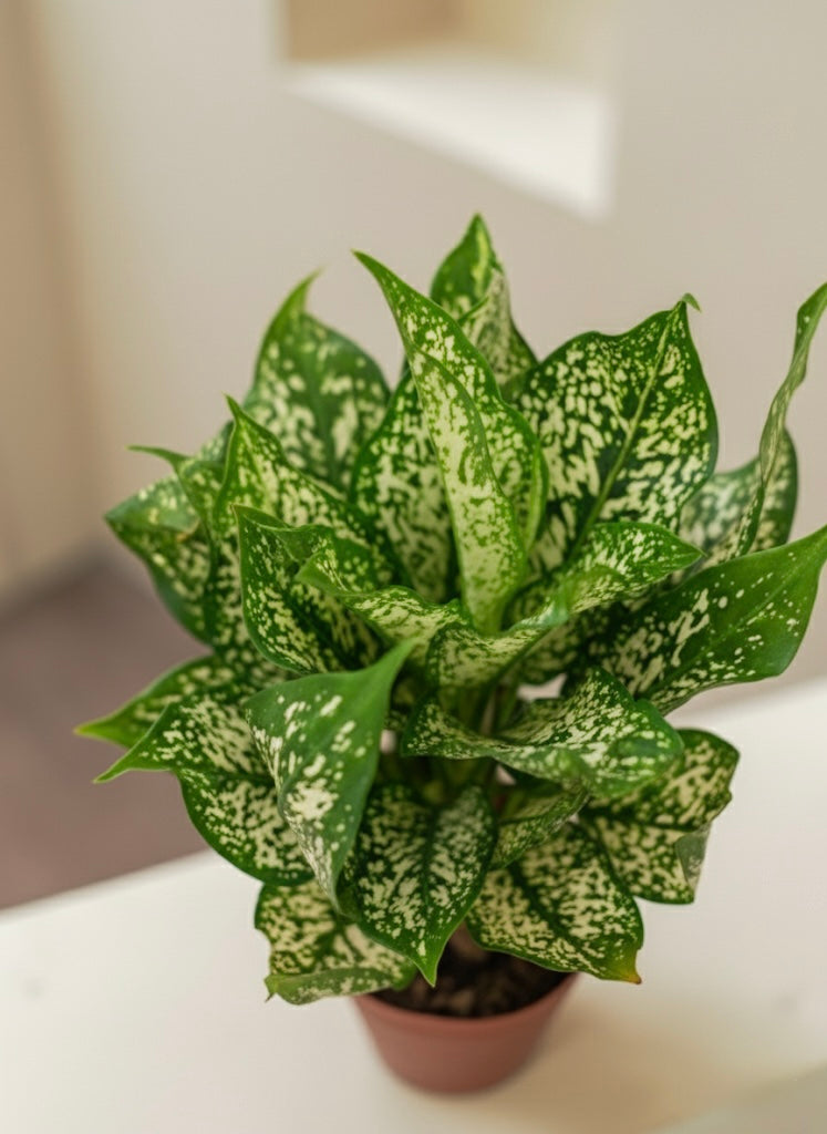 Chinese Evergreen