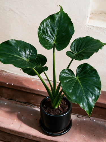 Chinese Taro