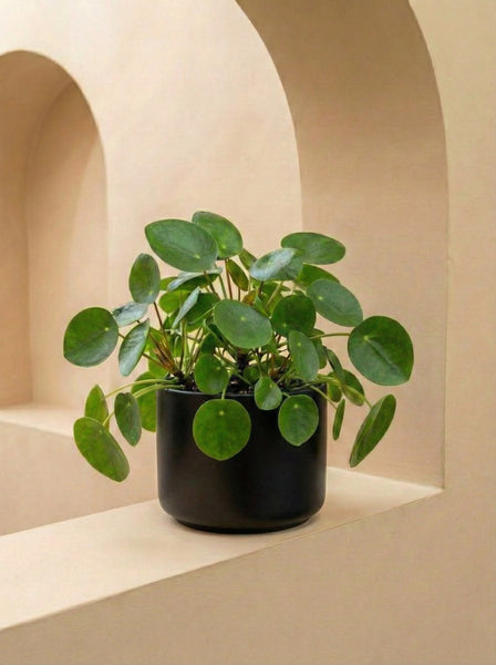 Chinese Money Plant - Pilea Peperomioides | Table Top Indoor Plants