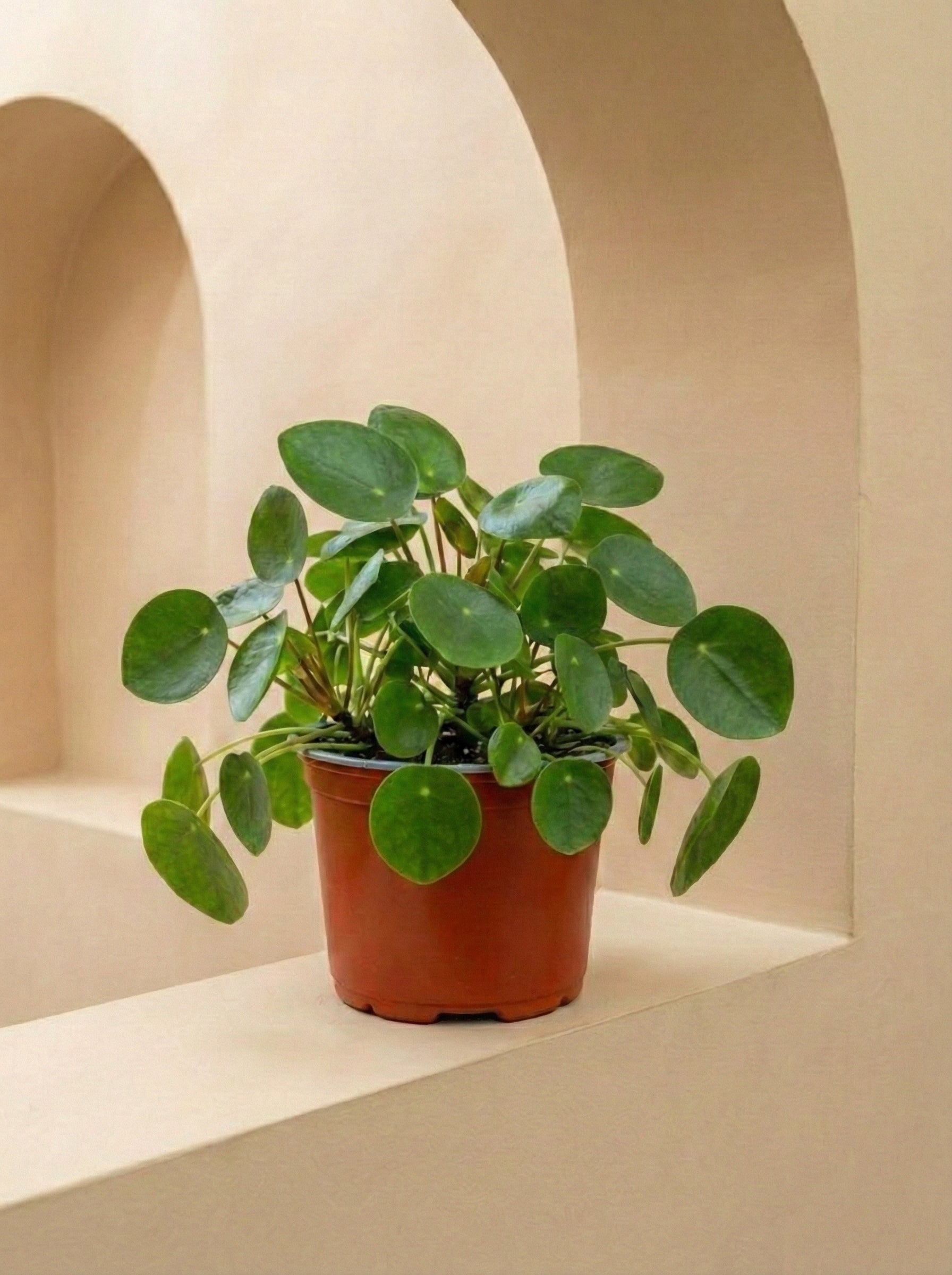 Chinese Money Plant