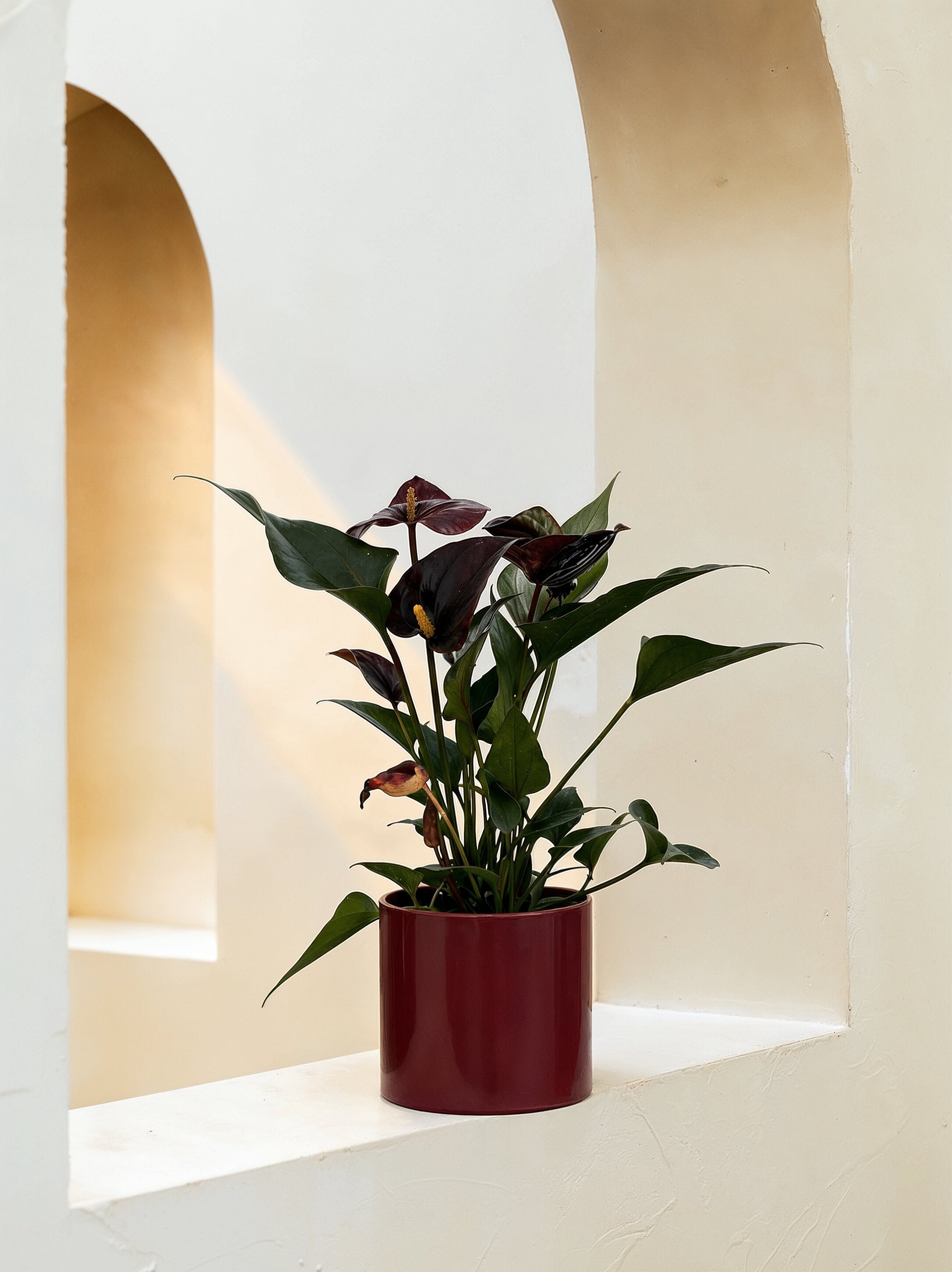 Chocolate Flamingo Flower