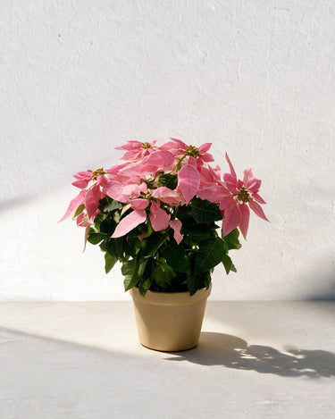 Christmas Flower