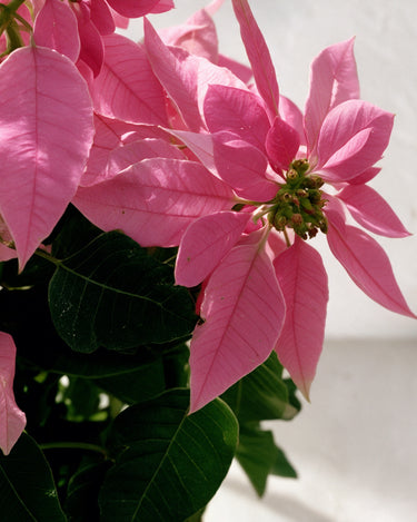 Christmas Flower