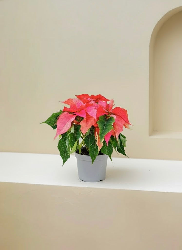 Christmas Flower