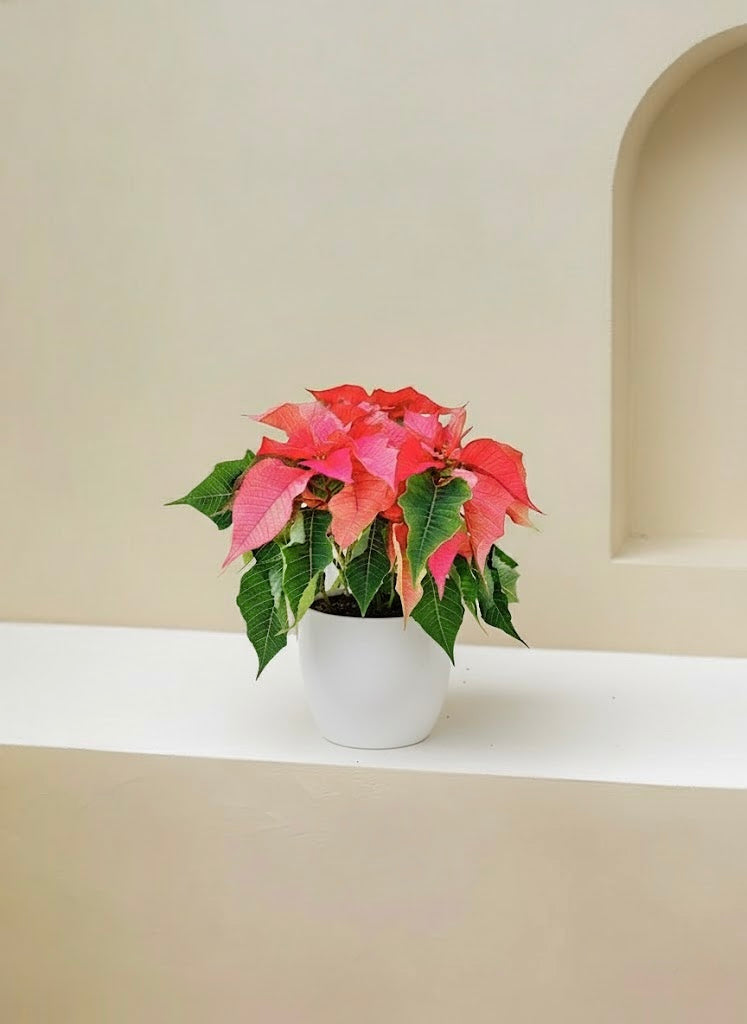 Christmas Flower