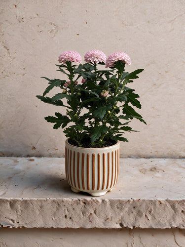 Florist's Chrysanthemum