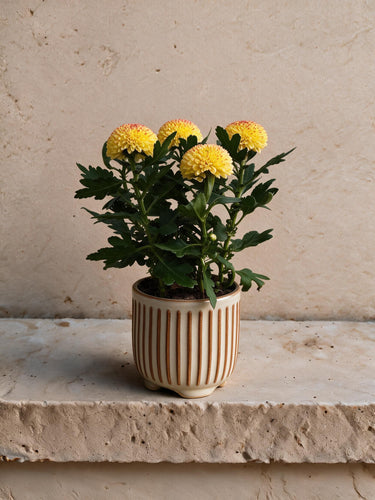 Florist's Chrysanthemum